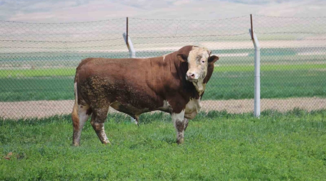 1 ton 250 kilogramlık Tosun, fiyatıyla dudak uçuklatıyor