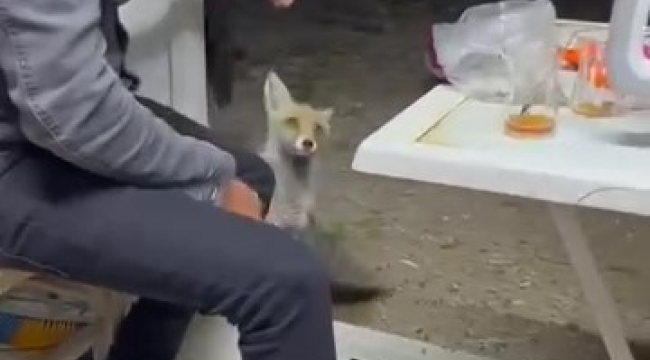 Aç tilki köye indi, insanların elinden yiyecek yedi