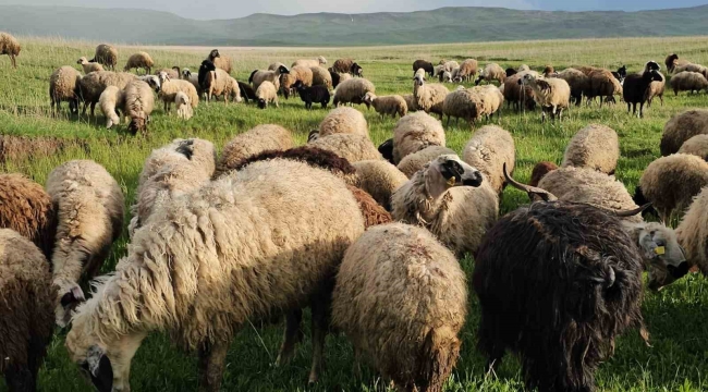 Adilcevaz'da yayla zamanı: Besiciler 7 aylık göçe başladı