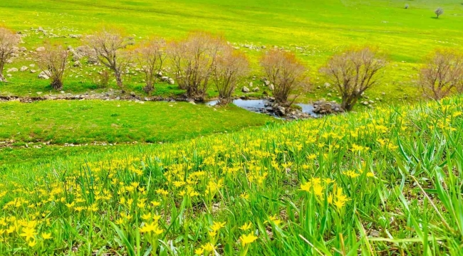 Ağrı'da doğanın renk cümbüşü göz kamaştırıyor