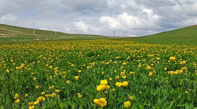 Ahlat'ta ovalar düğün çiçekleri ve mor sümbüllerle şenlendi