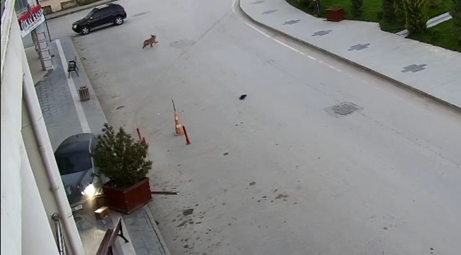 Alkollü sürücü önce kaldırıma sonra yolun karşısındaki iş yerinin saksılarına çarptı