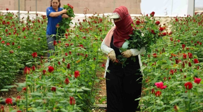 Anneler Günü öncesi gülde dikkat çeken fiyat marjı: Bahçede 5, çiçek sitelerinde 80-100 TL