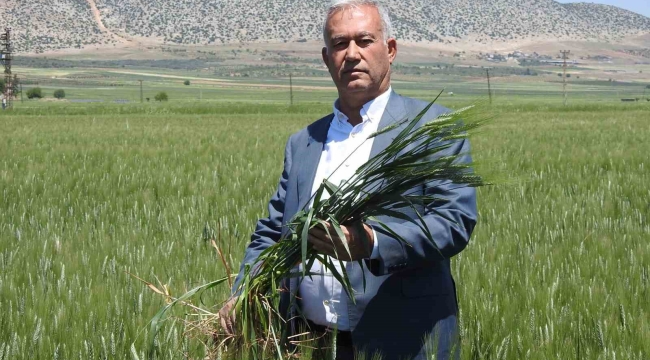 Araban buğdayı çiftçinin yüzünü güldürüyor