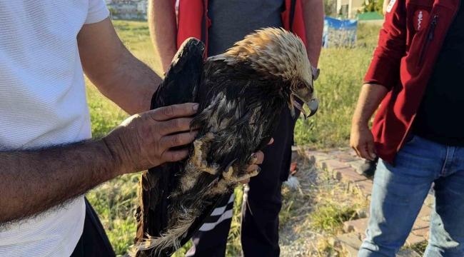 Arnavutköy'de çayırlık alanda yaralı kartal bulundu