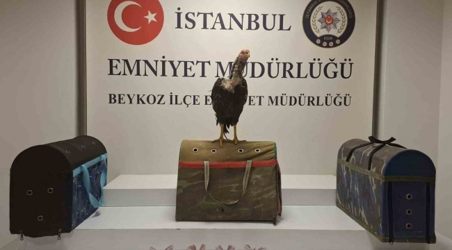 Beykoz'da horoz dövüşüne polis baskını: 21 kişiye 194 bin lira ceza