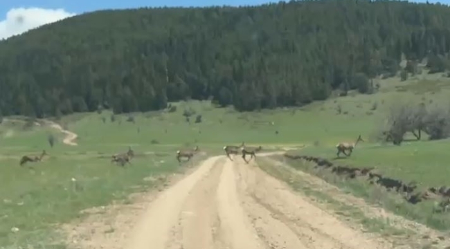 Bolu'da ceylan sürüsü görüntülendi