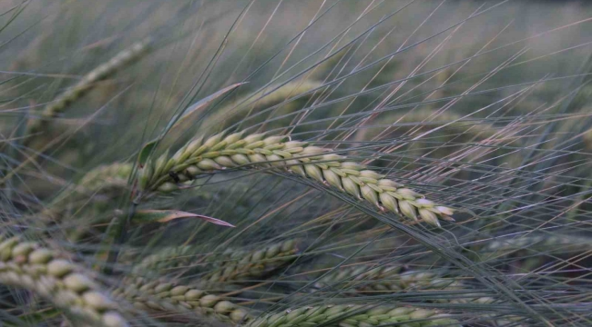 Buğday rekoltesine ilişkin ilk tahmin Hububat Kongresi'nde yapıldı