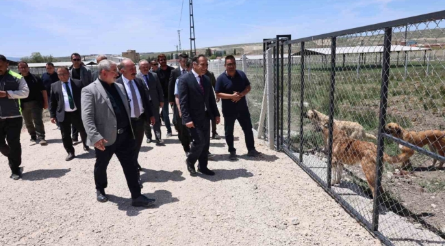 Çorum'da sokak hayvanları için yapılan "Doğal Yaşam Alanı"nda çalışmalar tamamlandı