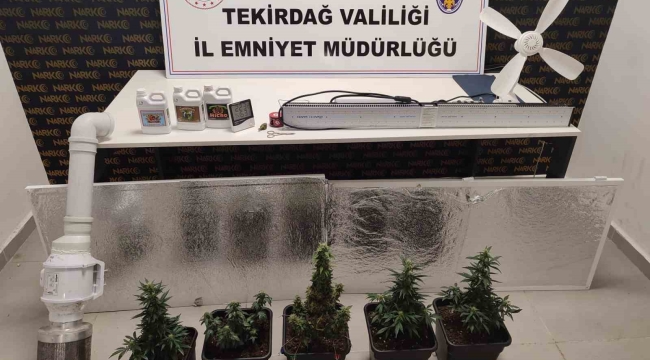 Dolaptan kenevir serası çıktı