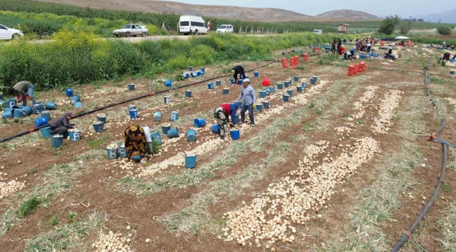Don ve kuraklığın rekolteyi etkilemediği soğan, tarladan 8 TL'den alıcı buluyor