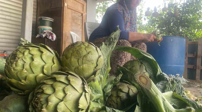 Enginar bıçakçılarında hasat yoğunluğu