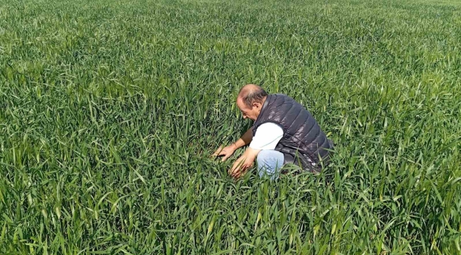 Ereğli'de süne kımıl sürvey çalışmaları başladı