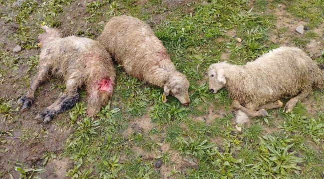 Erzincan'da ağıla giren kurtlar 15 kuzuyu telef etti, 15'ini yaraladı, 30'u ise kayboldu