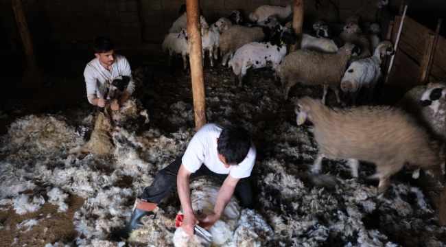Erzincan'da kuzu kırkım sezonu başladı