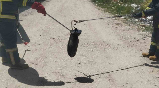 Gediz'de baharın gelmesiyle yılanlar görülmeye başladı