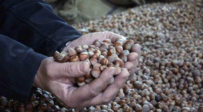 INC Türkiye fındık rekoltesini açıkladı, fındık fiyatları 220 liradan 180 liraya düştü