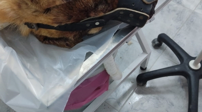Isırdığını iddia ettiği köpeği silahla vurdu, sahipleri şikayetçi oldu