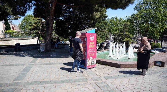 İstanbul'da kedi taklidi yapan martıların mama avı kamerada