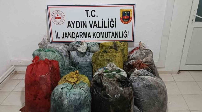 İzinsiz zeytin toplayan 11 şüpheli yakalandı