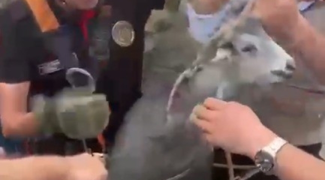 Kahramanmaraş'ta kuyuya düşen keçi kurtarıldı