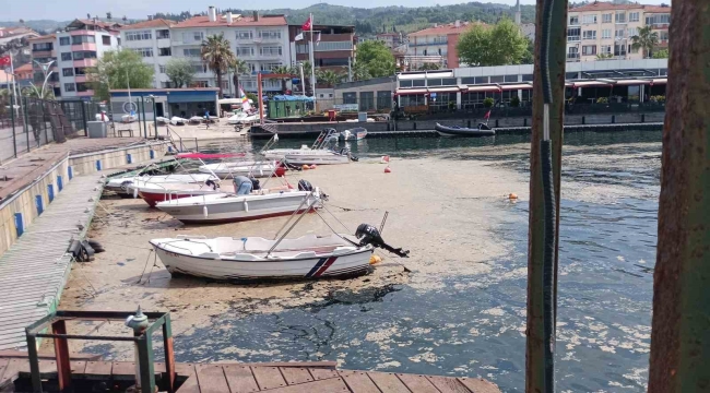 Karamürsel sahili müsilajla kaplandı