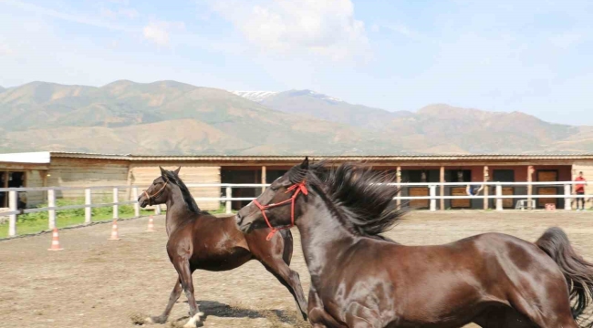 Koçaker, atlı spor kulübünde incelemelerde bulundu
