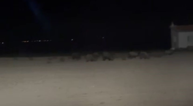 Konya'da tarım alanlarında domuz nöbeti