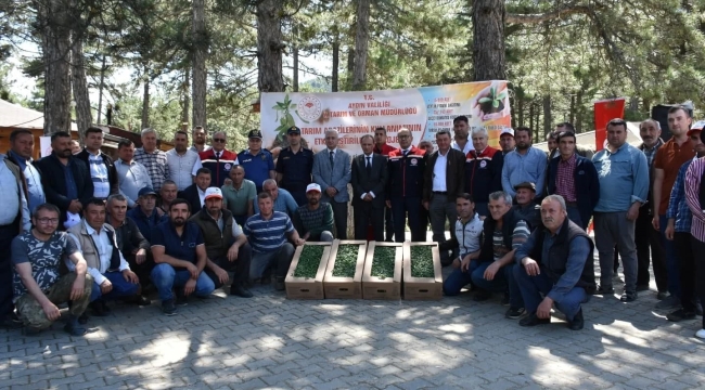Kuyucak'ta 220 bin domates fidesi dağıtıldı