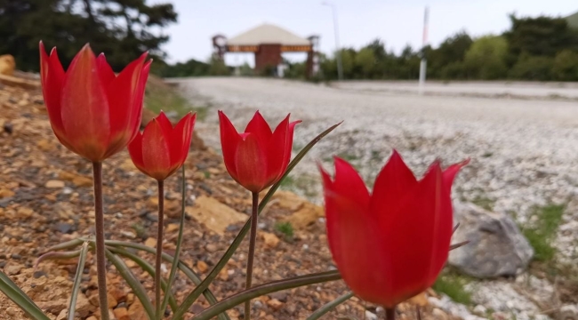 Lalenin anayurdu Orta Asya, kalbi Manisa'da