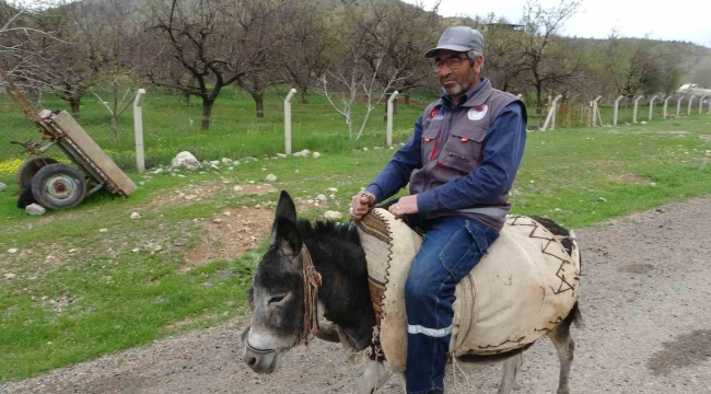 Malatyalı yetiştirici, eşeği Kadife'ye gözü gibi bakıyor