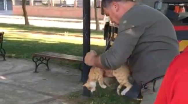 Manisa'da ağaçta mahsur kalan kedi kurtarıldı