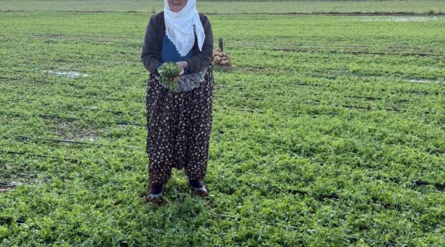 Mardin'de 40 bin dekar arazi dolu yağışından etkilendi