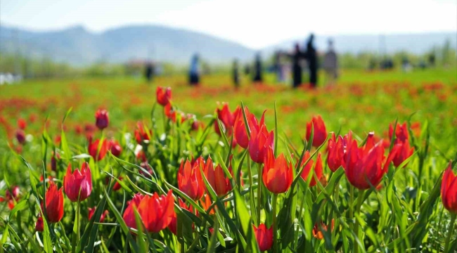 Muş'ta 20 günlük "lale devri" başladı