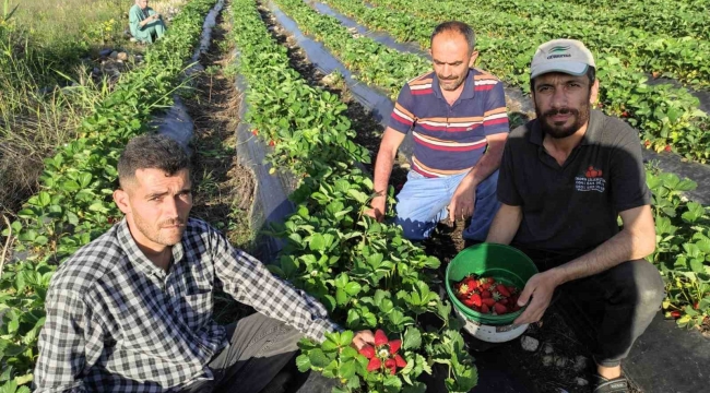 Organik Sason çileğinde hasat başladı