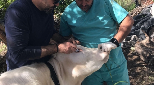 Ortaca Okçular Mahallesi'nde Brucella aşılaması gerçekleştirildi