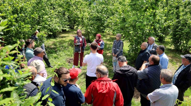 Sakarya'da kahverengi kokarca kabusuyla mücadele başladı: sahada çiftçilere feromon tuzağı ulaştırılıyor