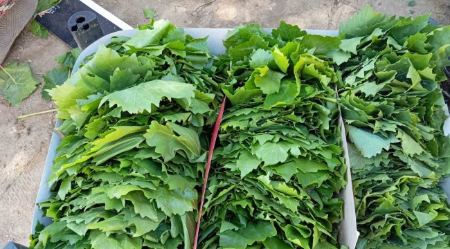 Sarıgöl'de bağ yaprağı sezonu açıldı