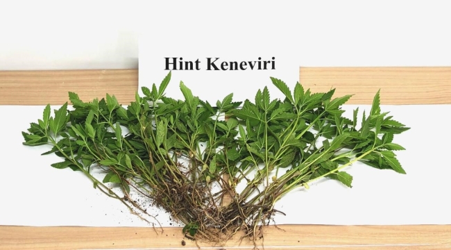 Sebze yetiştirir gibi kenevir yetiştirdi