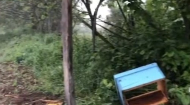 Sinop'ta aç kalan ayı, arı kovanlarına saldırdı