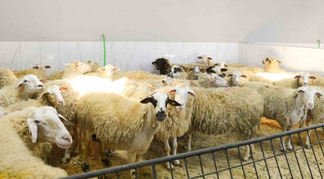 Şişli'de kurban satış ve kesim yerleri denetlendi