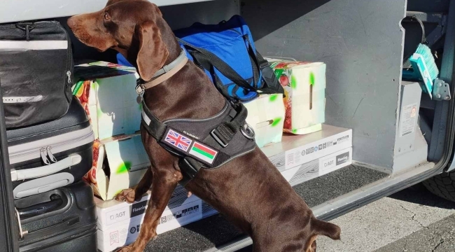 X-Ray kontrolü sırasında, beyan edilmemiş 351 bin 620 euro dedektör köpekten kaçamadı