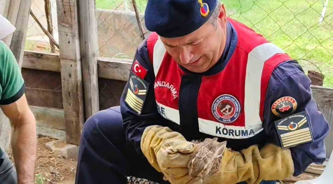 Yavru yaban tavşanına jandarmadan yardım eli