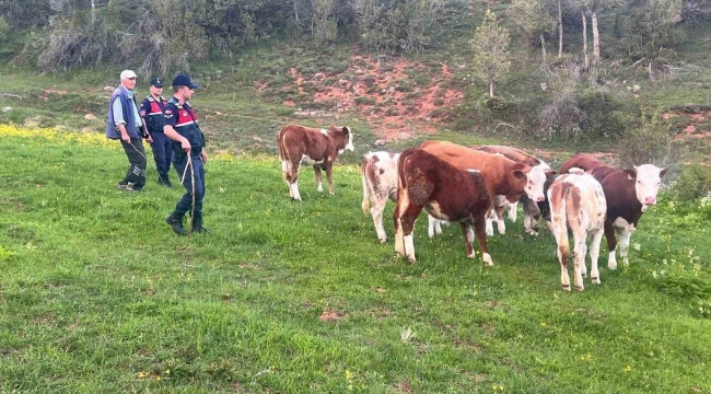 Yozgat'ta büyükbaş hayvanları kaybolan vatandaşın yardımına Jandarma koştu